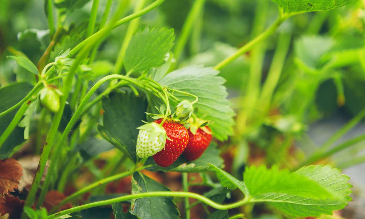 How to Care for Strawberry Plants