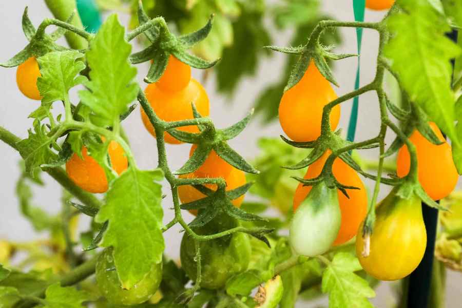 How to Grow and Care for Yellow Pear Tomato