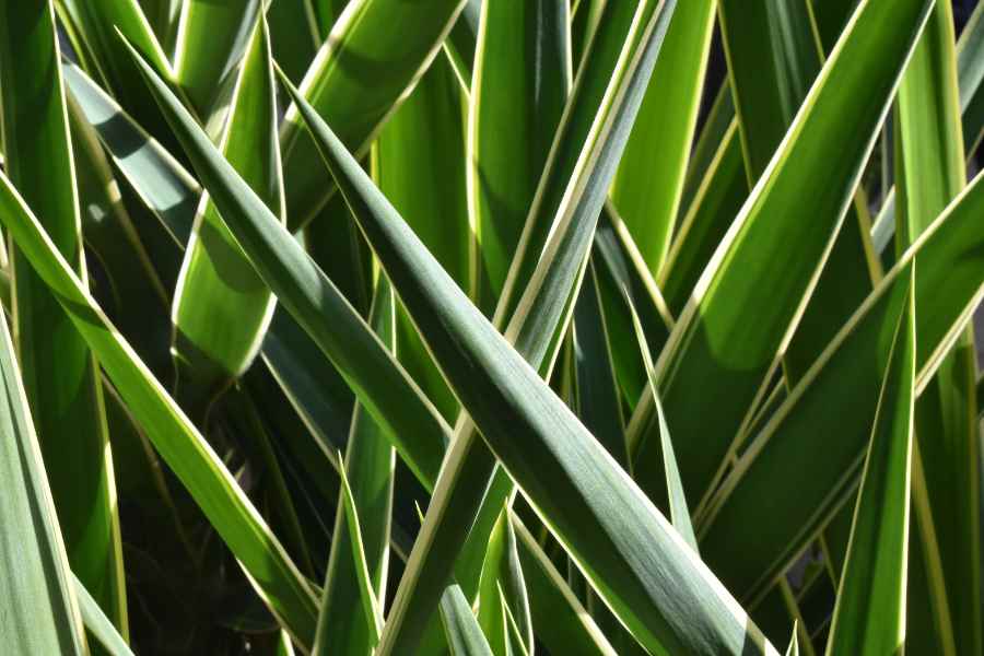 How to Grow and Care for Yucca Plants
