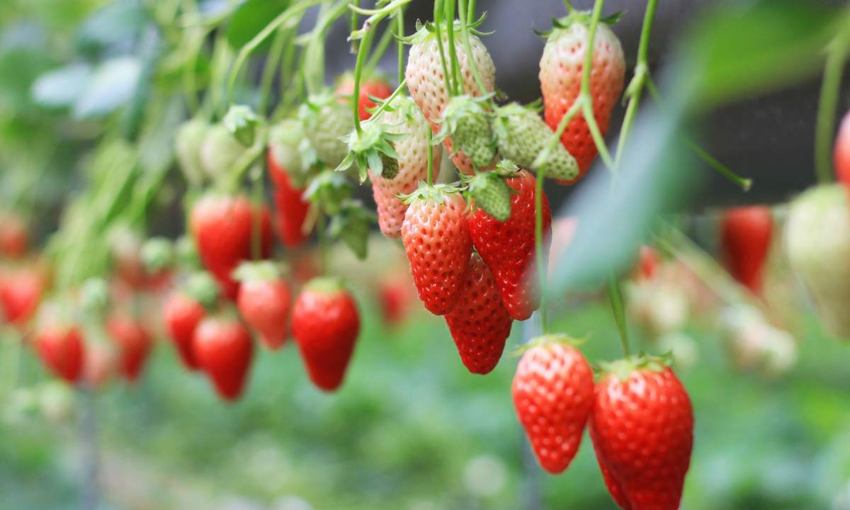 What Are Everbearing Strawberries