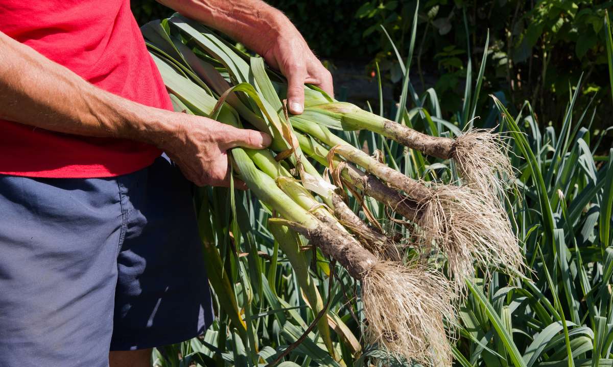 How to Identify and Treat Common Leek Diseases