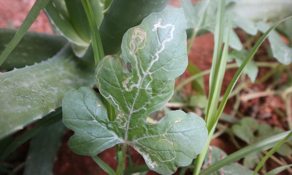 How to Get Rid Of Plant Leaf Miners