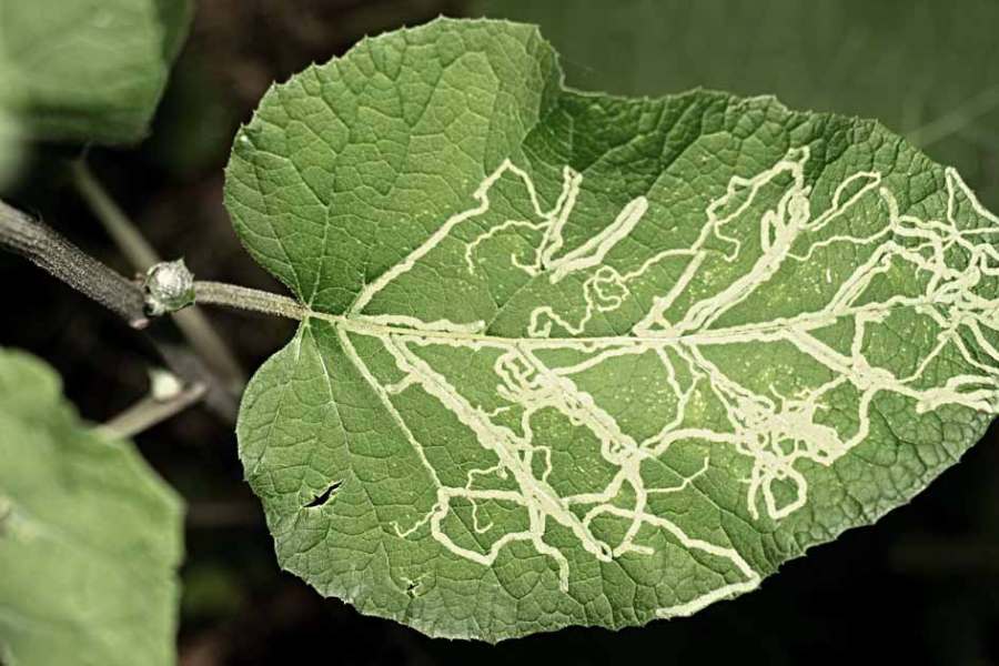How to Get Rid Of Plants Leaf Miners