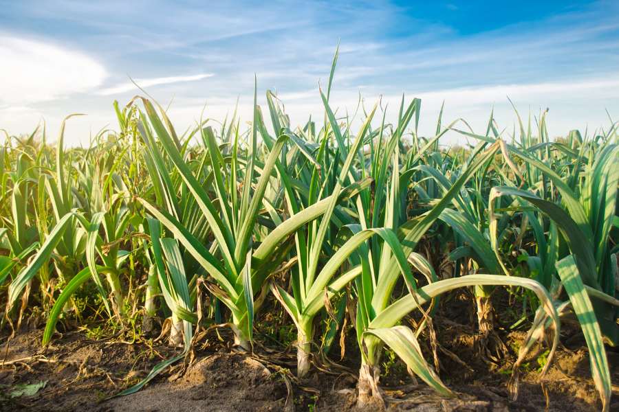 Impact of Soil and Climate on the Taste of Leeks