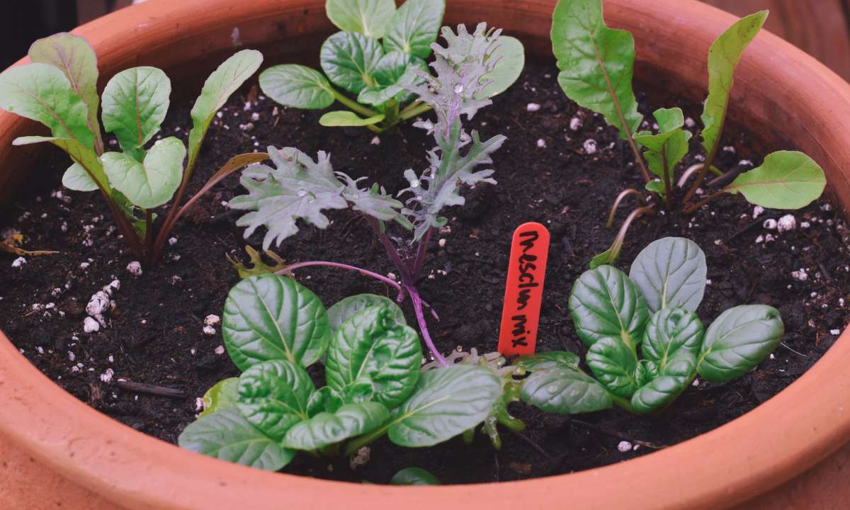 Tips For Growing Lettuce In Containers