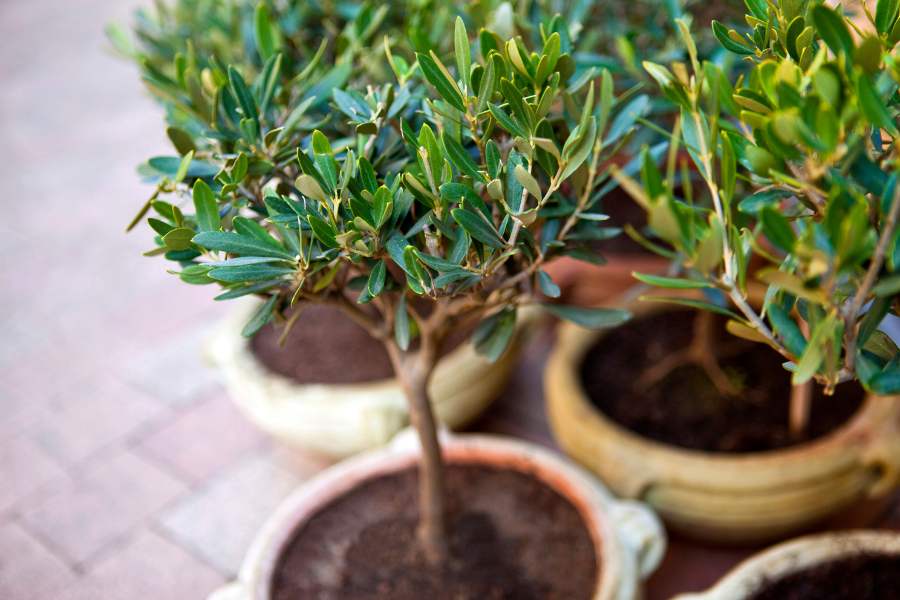 How to Grow Olive Tree in a Pot