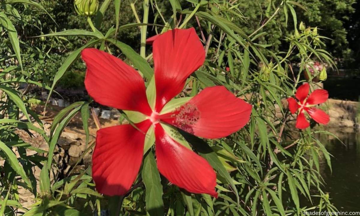 How to Grow Texas Star Hibiscus Plants