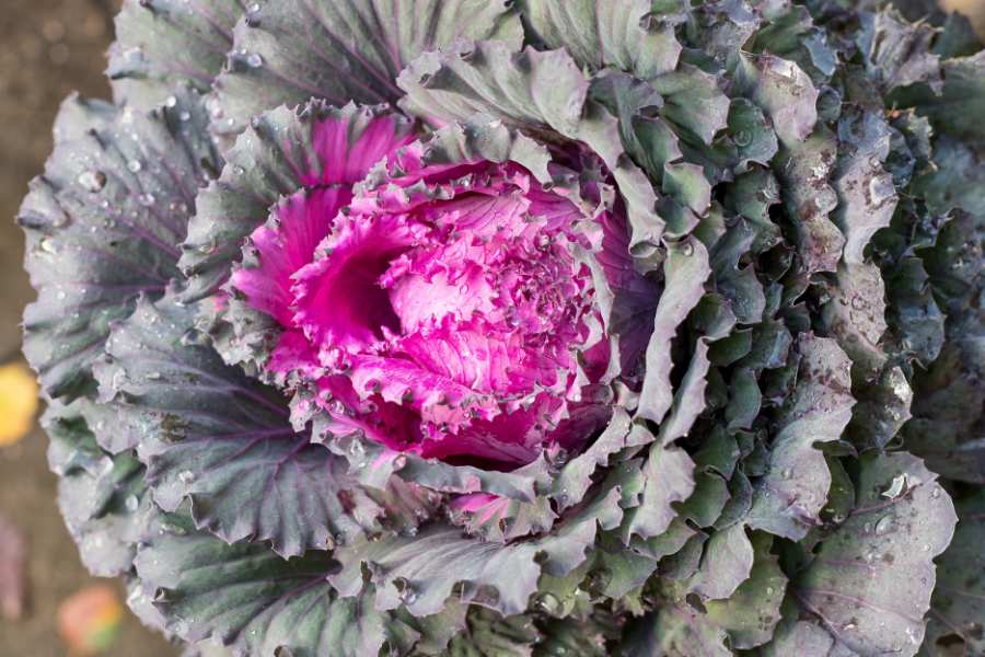 How to Grow Flowering Kale Plants 