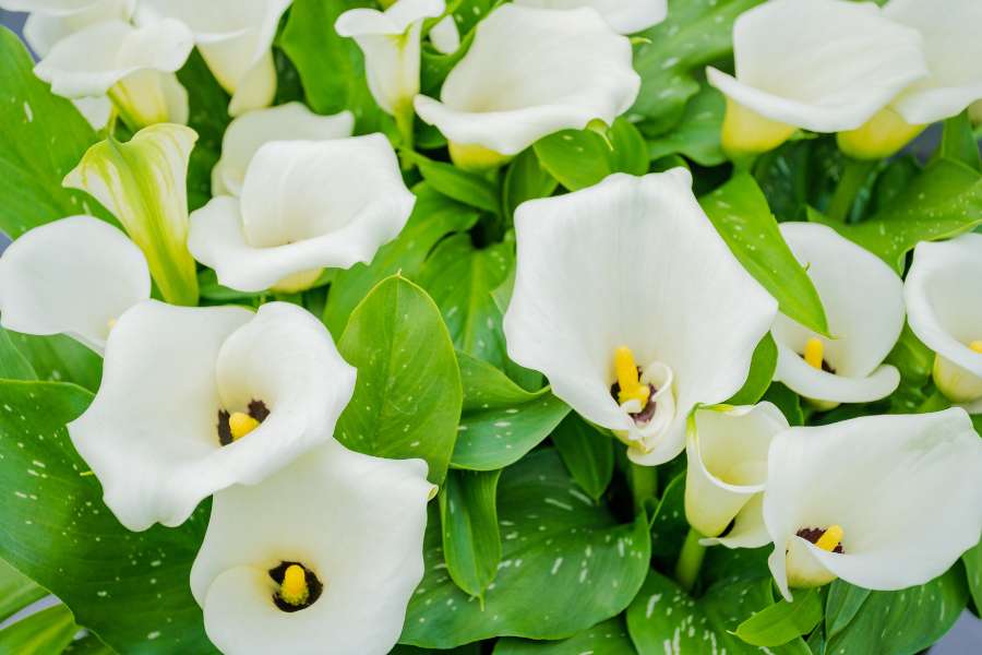 How to Plant Calla Lily in a Pot