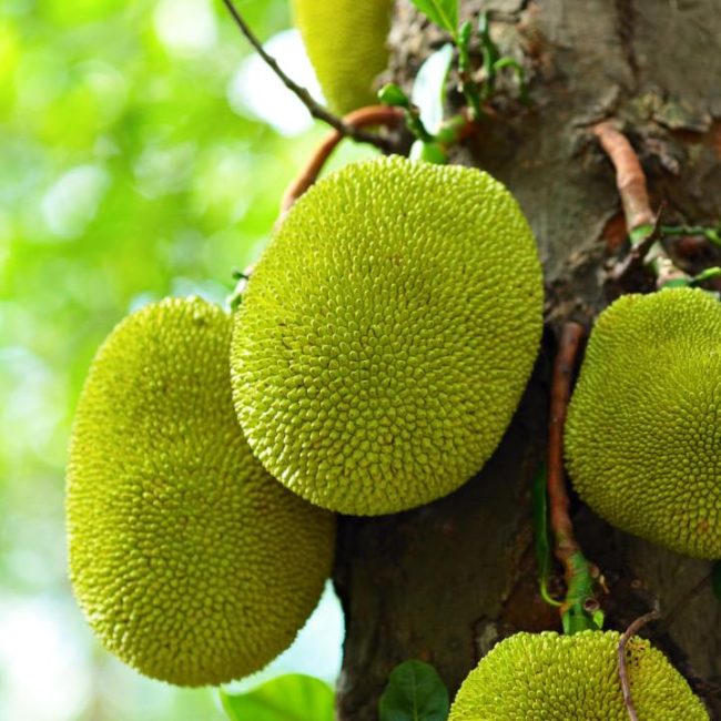 How to Grow Jackfruit Trees
