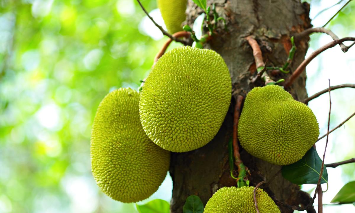 How to Grow Jackfruit Trees